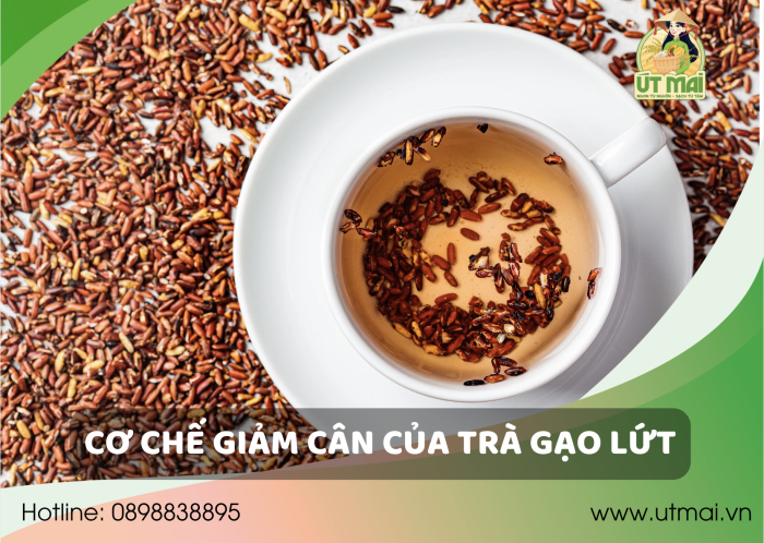 Cơ chế giảm cân của trà gạo lứt