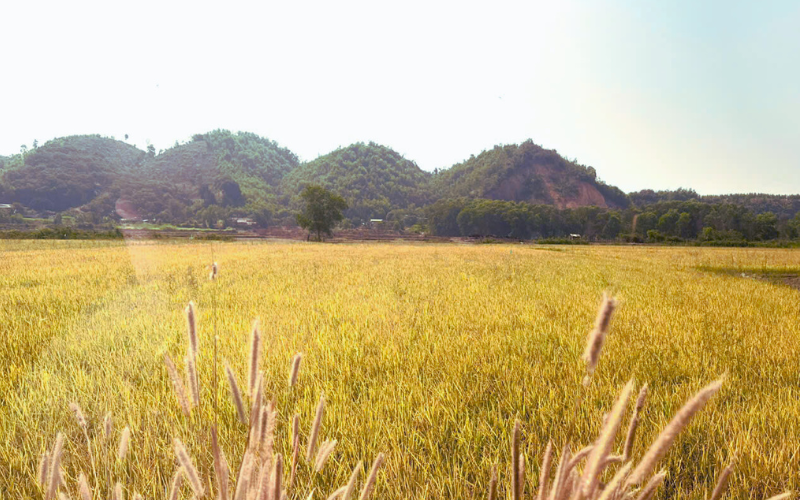 Công Ty TNHH Thương Mại Út Mai