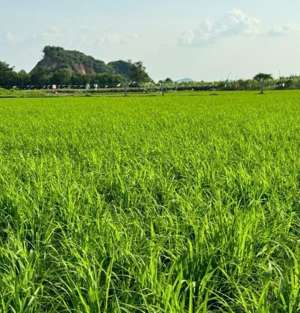 Sứ mệnh của Út Mai