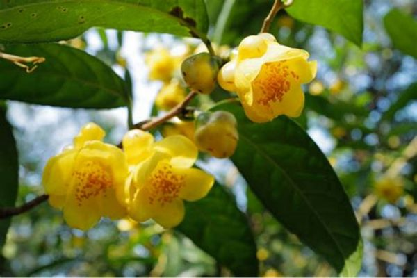 Trà hoa vàng được xem là nữ hoàng trong các loại trà