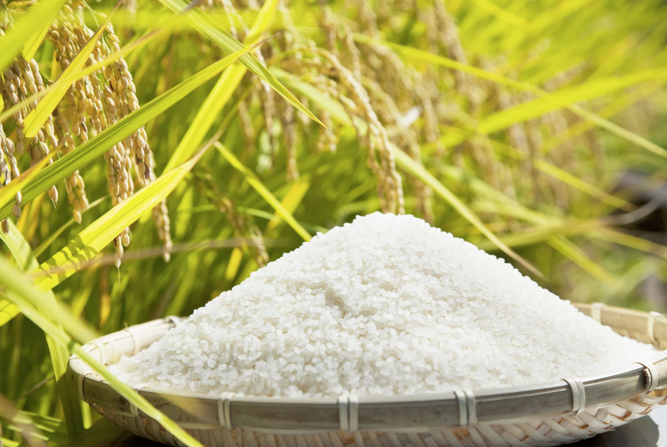 Gạo hữu cơ mang lại nhiều lợi ích cho sức khỏe