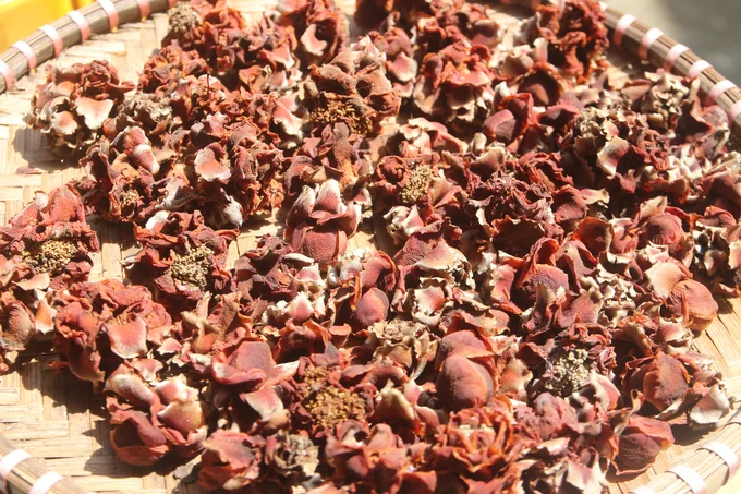 Phơi nắng có thể mất đi hoàn toàn dược lý của trà hoa vàng