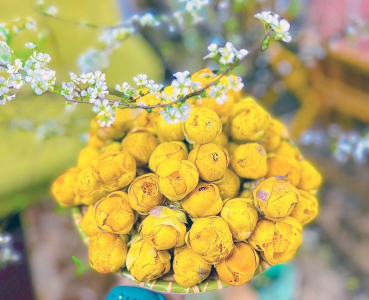 Trà hoa vàng sấy khô theo công nghệ hiện đại