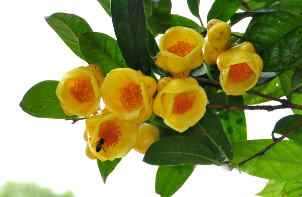 Trà hoa vàng, thảo dược quý hiếm