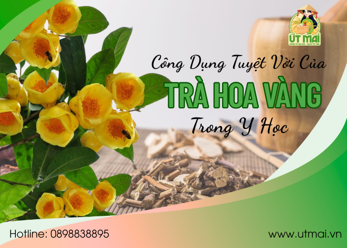 Khám Phá Công Dụng Tuyệt Vời Của Trà Hoa Vàng: Lợi ích cho Sức Khoẻ và Y Học