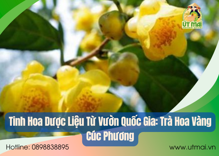 Tinh Hoa Dược Liệu Từ Vườn Quốc Gia: Trà Hoa Vàng Cúc Phương Và Hành Trình Đưa Dược Liệu Rừng Đến Người Tiêu Dùng