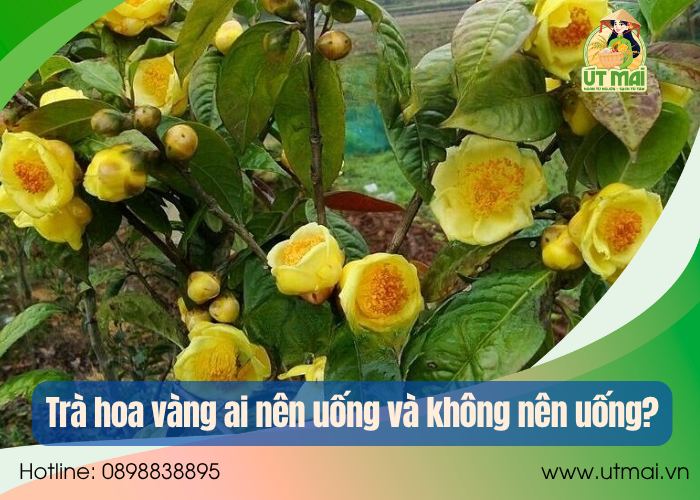 Trà hoa vàng ai nên uống và không nên uống?