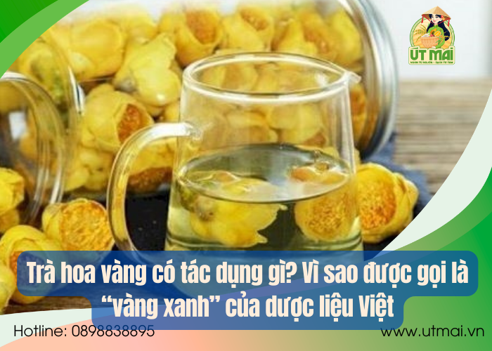Trà hoa vàng có tác dụng gì? Vì sao được gọi là “vàng xanh” của dược liệu Việt